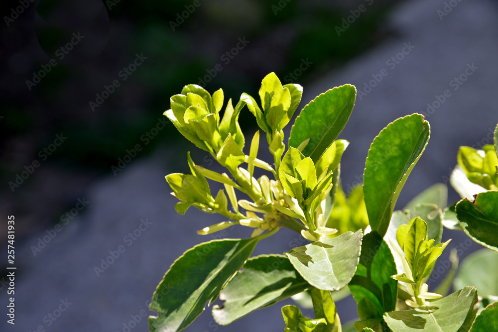 Obraz premium flower in garden
