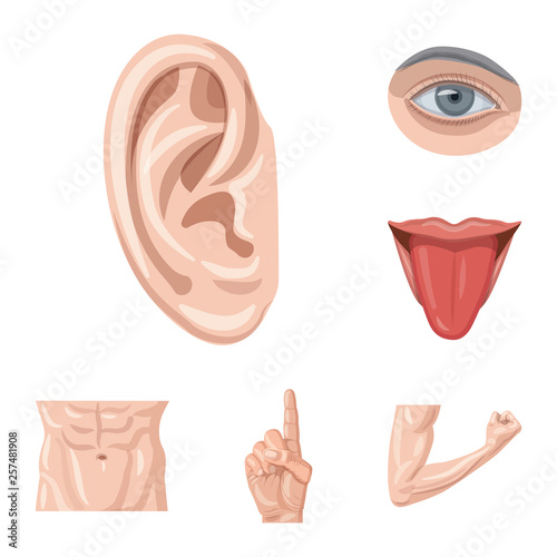 Vector illustration of human and part logo. Set of human and woman stock vector illustration.