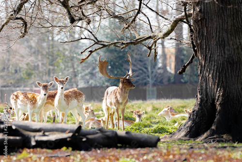 herd of fallow deer