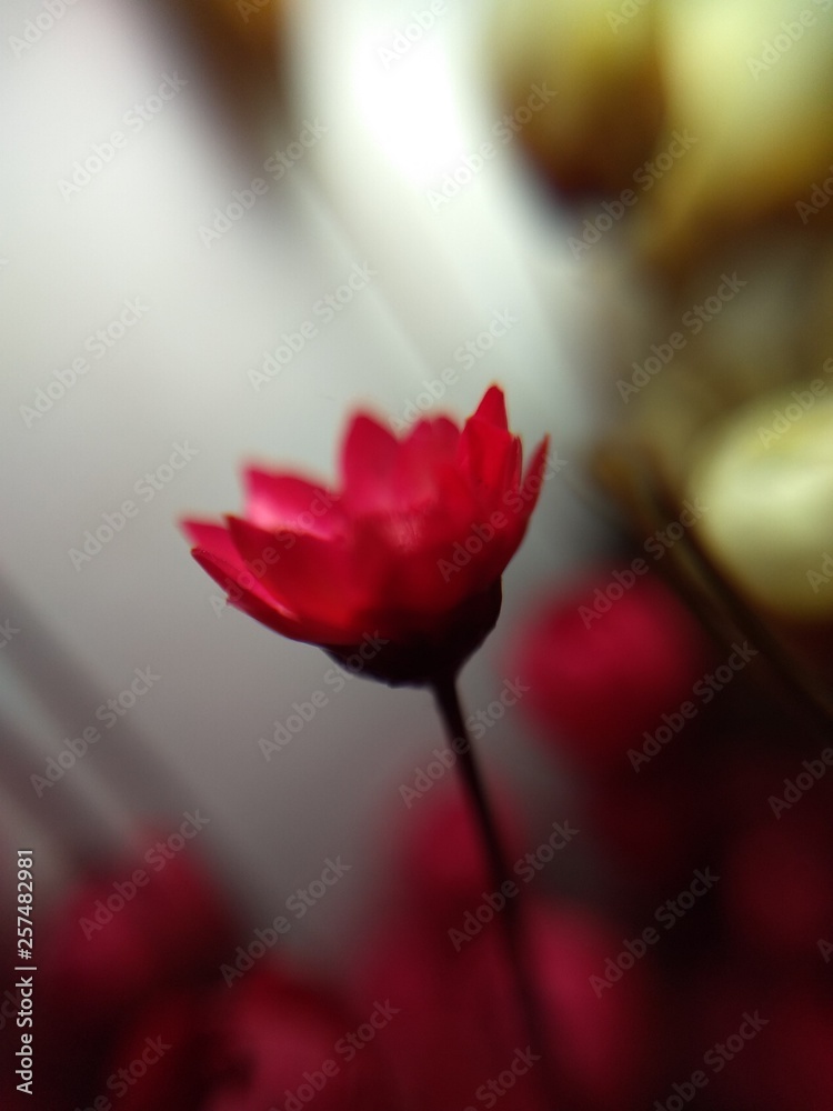 Obraz premium Flor seca red