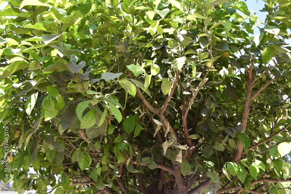 Close up de árbol con hojas pequeñas verdes y amarillas