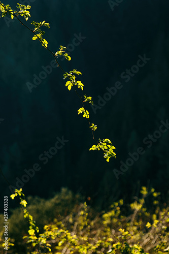 branches in the middle of the forest road photo