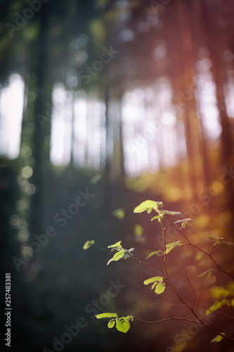 green leaves among the blurred forest photo