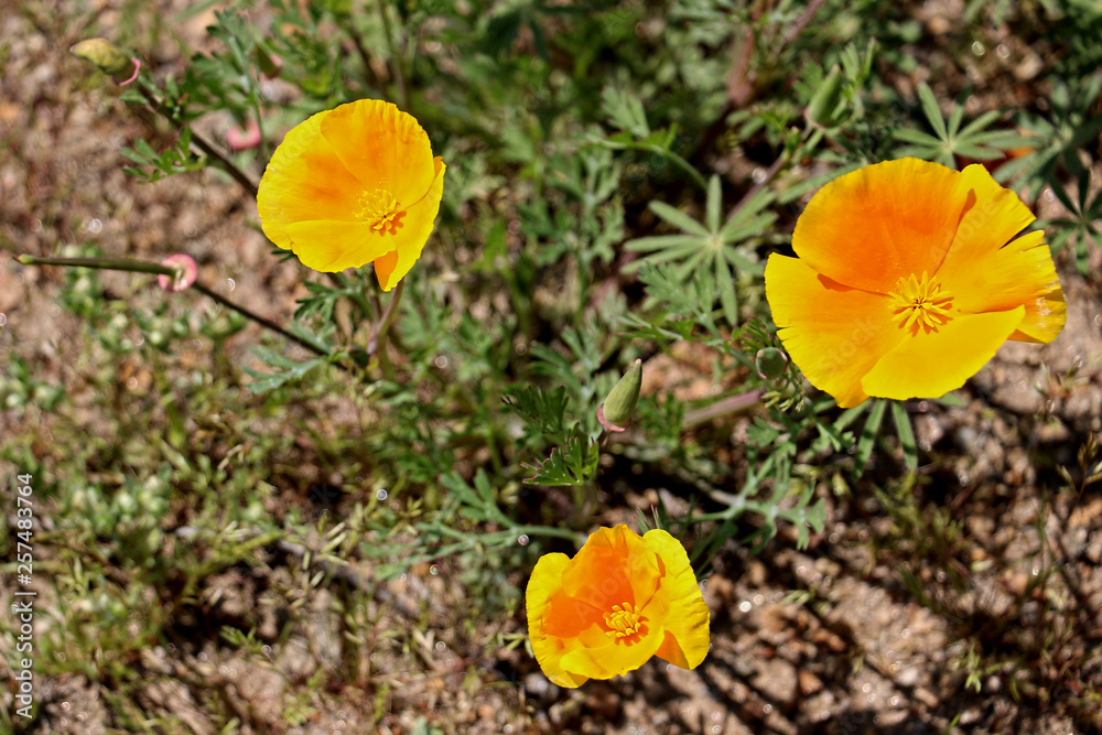 Close-up of three California Golden poppies Close-up of three California Golden poppies