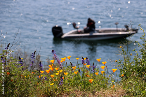 California ppppies and purple lupine wildfloweers near a lake with a rowboat on it photo