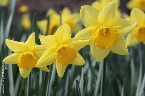 yellow daffodils, three yellow daffodils