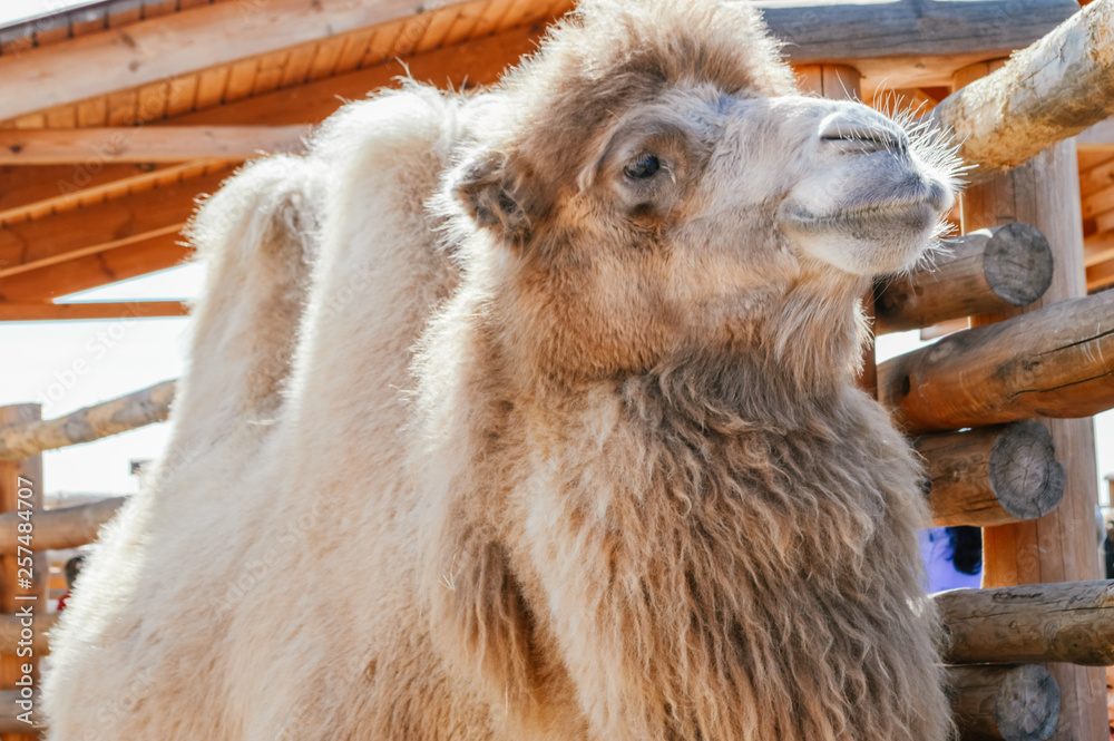 Fototapeta premium camel at the zoo