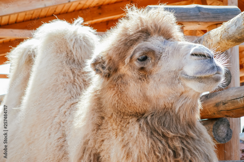 Fototapeta premium camel at the zoo