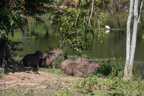 Capybaras by the lake side in REGUA Ecological Reserve, Rio de Janeiro, Brazil photo