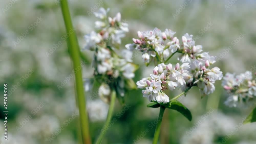 Field of buckwheat and buckwheat plants. Buckwheat agriculture. Panorama buckwheat flower