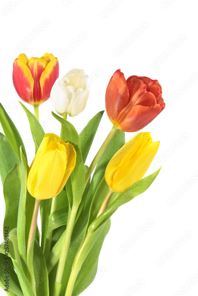Tulips mixed colors on white background Tulips mixed colors on white background