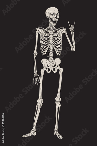 Human skeleton posing isolated over black background vector illustration. Hand drawn gothic style placard, poster or print design.