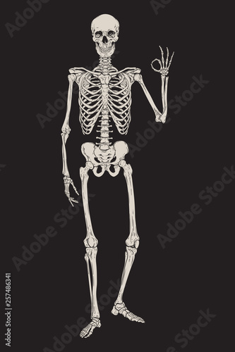 Human skeleton posing isolated over black background vector illustration. Hand drawn gothic style placard, poster or print design.