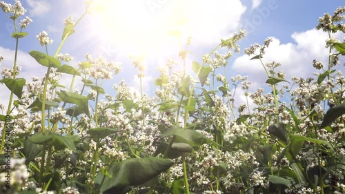 Field of buckwheat and buckwheat plants. Buckwheat agriculture. Panorama buckwheat flower