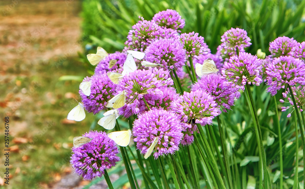 Agapanthus purple flower with white butterflies. Pieris brassicae Agapanthus purple flower with white butterflies. Pieris brassicae