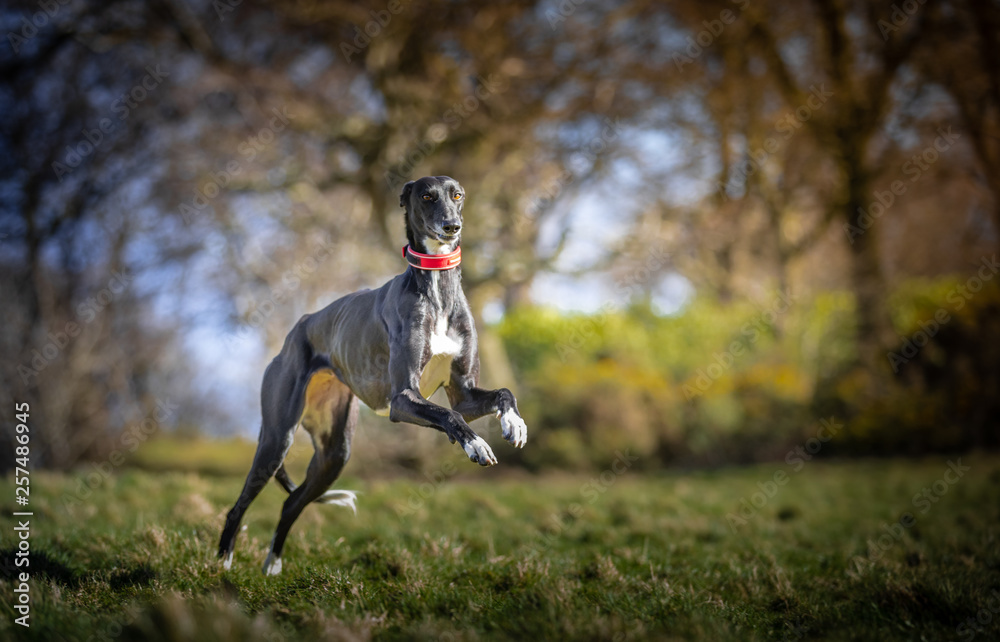 custom made wallpaper toronto digitalThe Lurcher