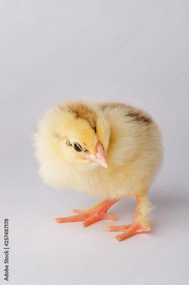 Cute yellow chicken isolated on a gray background Cute yellow chicken isolated on a gray background