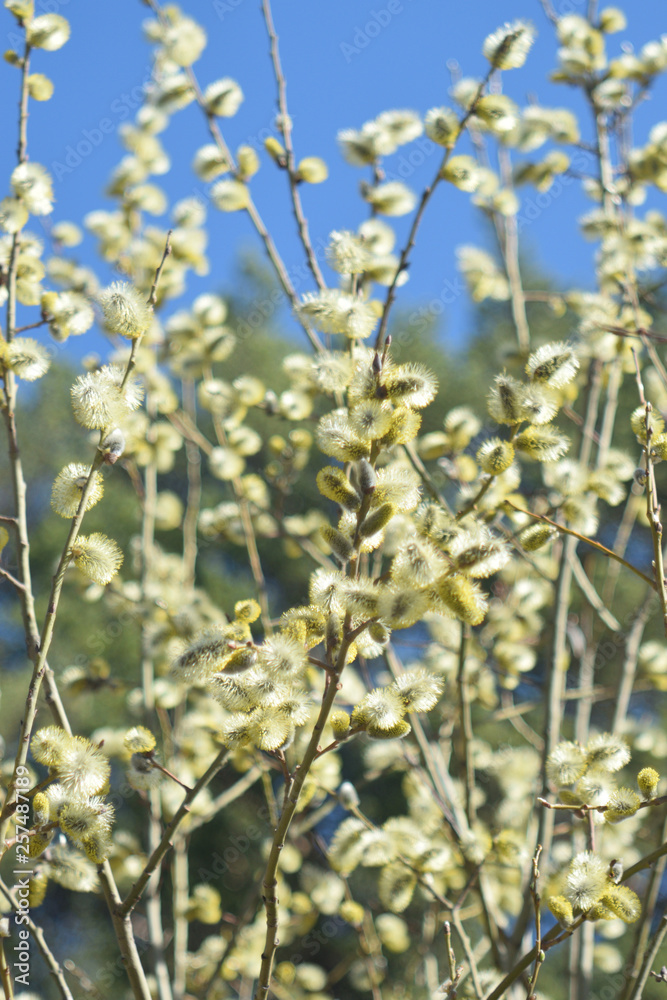 Blooming willow - closeup Blooming willow - closeup