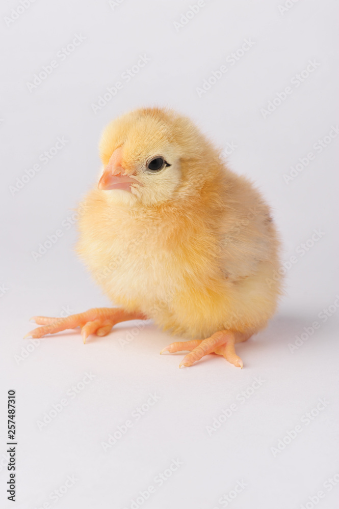 Fototapeta premium Cute yellow chicken isolated on a gray background