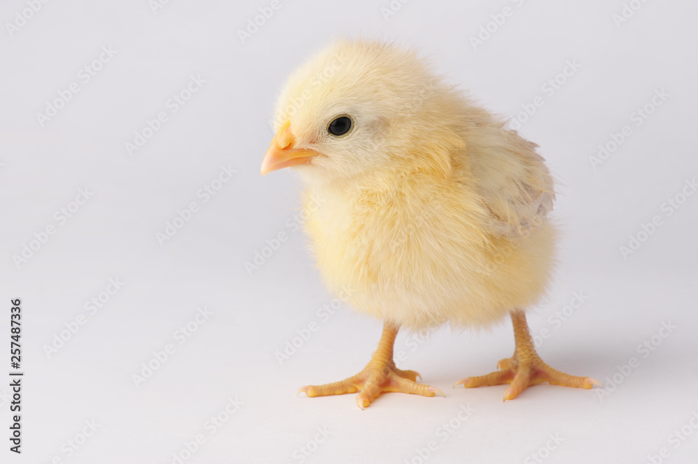 Cute yellow chicken isolated on a gray background