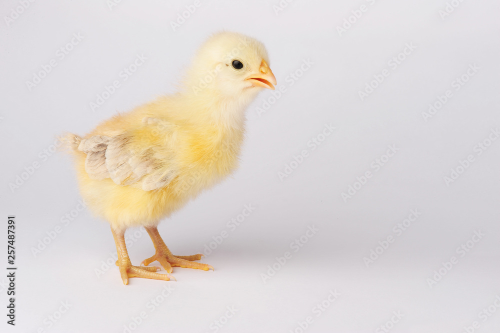 Cute yellow chicken isolated on a gray background