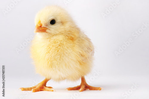 Fotografering Cute yellow chicken isolated on a gray background