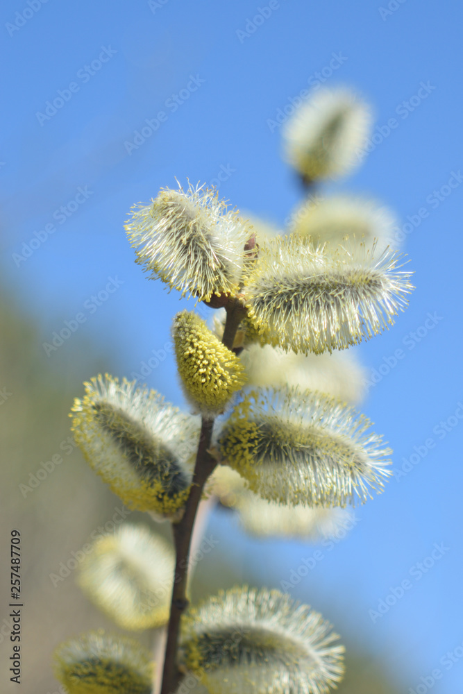 Fototapeta premium Blooming willow - closeup