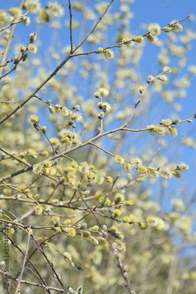 Blooming willow - closeup