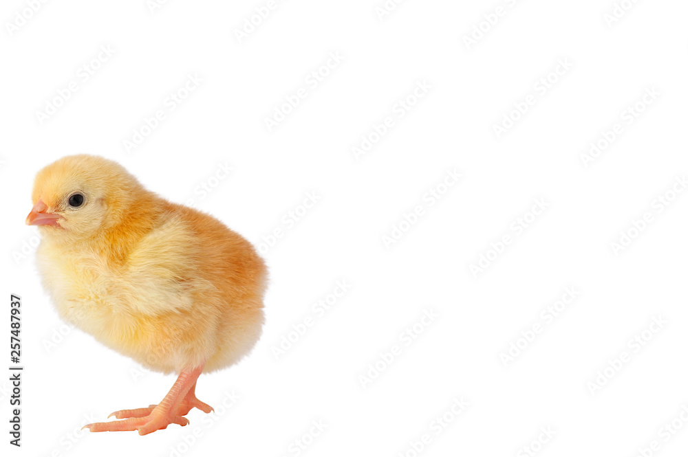 Obraz premium Cute yellow chicken on a white background. Place for inscription