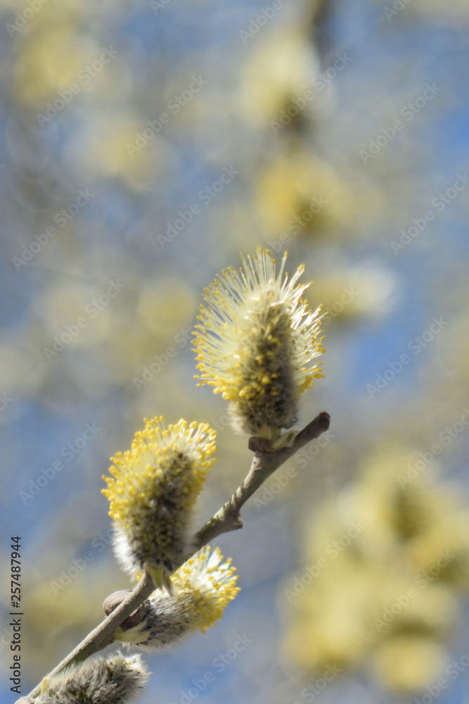 Blooming willow - closeup