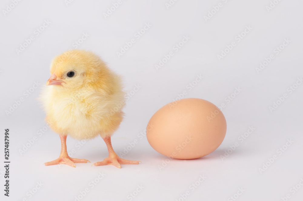 Cute yellow chicken with egg isolated on a gray background