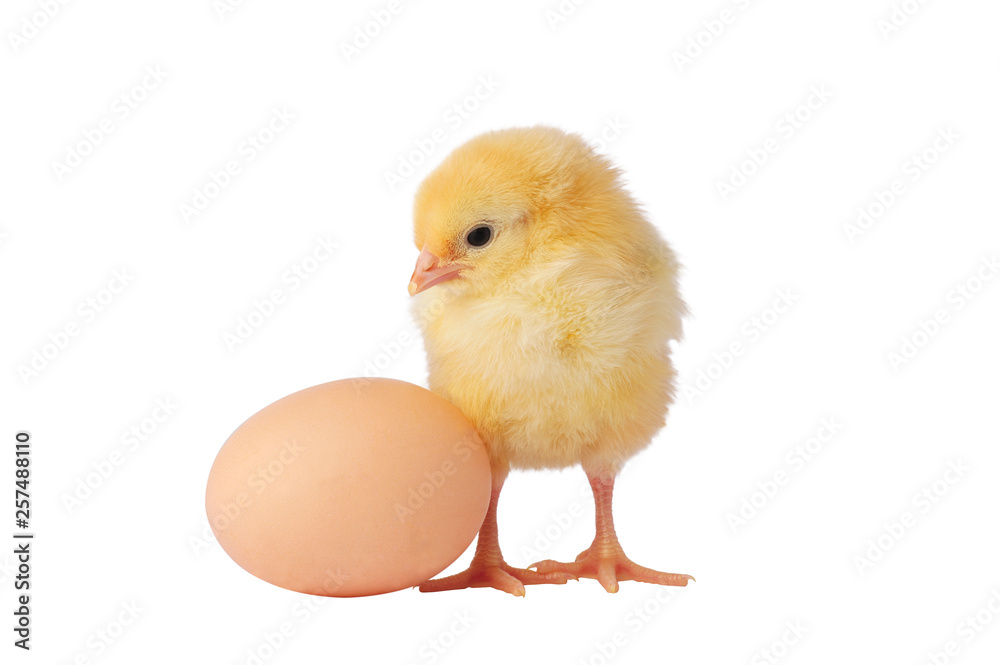 Cute yellow chicken with egg on a white background