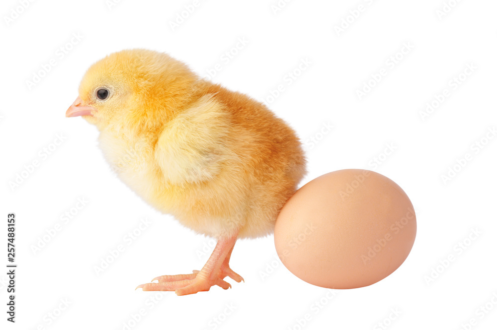 Cute yellow chicken with egg on a white background