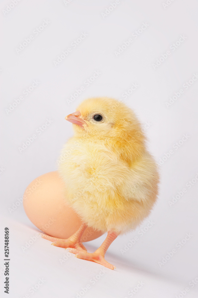 Cute yellow chicken with egg isolated on a gray background