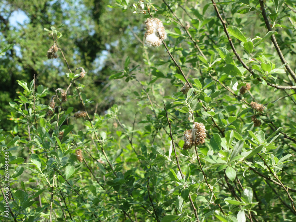 Salix tree ( Salix Cinerea ) with tiny seeds embedded in white cottony down which assists wind dispersal . Tuscany, Italy Salix tree ( Salix Cinerea ) with tiny seeds embedded in white cottony down which assists wind dispersal . Tuscany, Italy