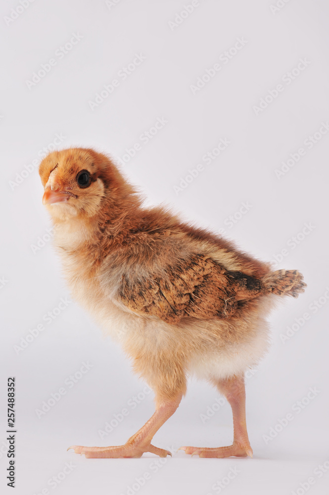 Obraz premium Cute brown chicken on a gray background