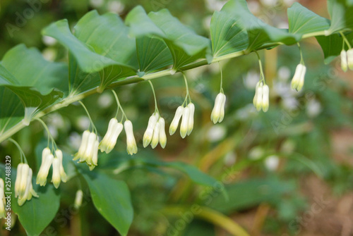 pianta di Sigillo di Salomone (Polygonatum officinale) con fioritura photo