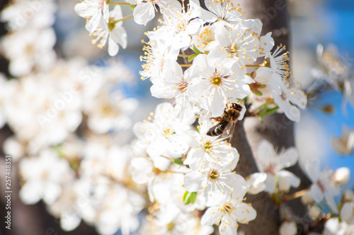 White appletree flowers with yellow stamina and red sepals and bee