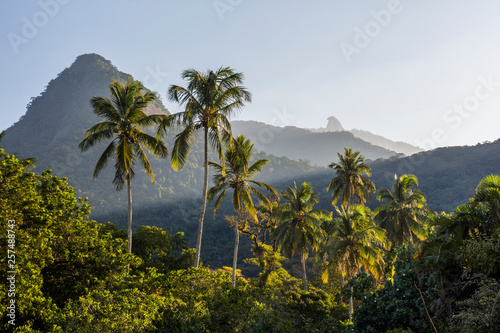 Coconut palm trees in tropical Ilha Grande, Rio de Janeiro, Brazil photo