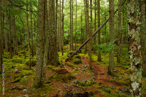 path in the forest