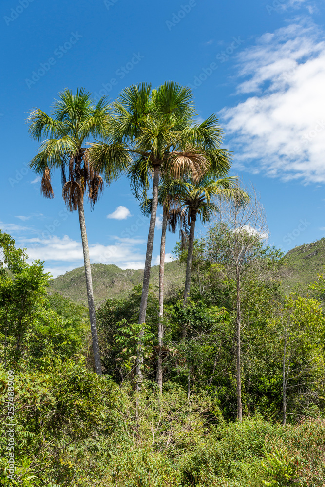 Palm trees on green cerrado vegetation in Chapada dos Veadeiros, Goias, Brazil Palm trees on green cerrado vegetation in Chapada dos Veadeiros, Goias, Brazil