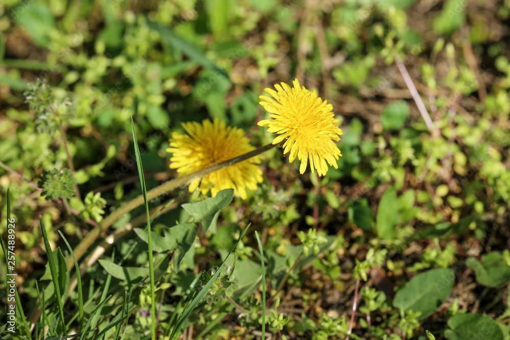 Yellow dandelion flowers with green grass Yellow dandelion flowers with green grass