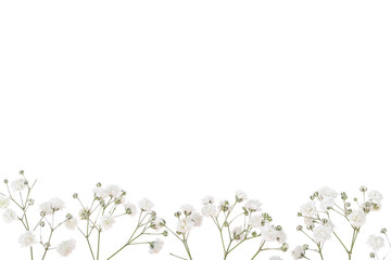 Gypsophila flowers isolated on white background