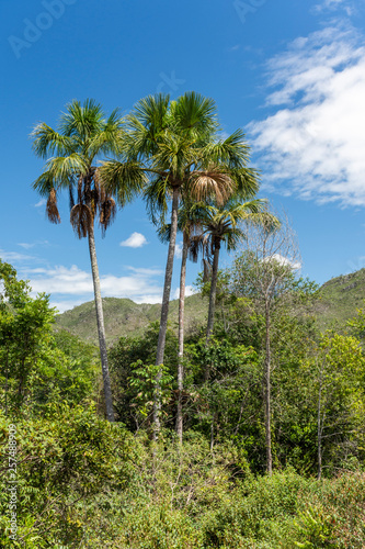 Palm trees on green cerrado vegetation in Chapada dos Veadeiros, Goias, Brazil photo