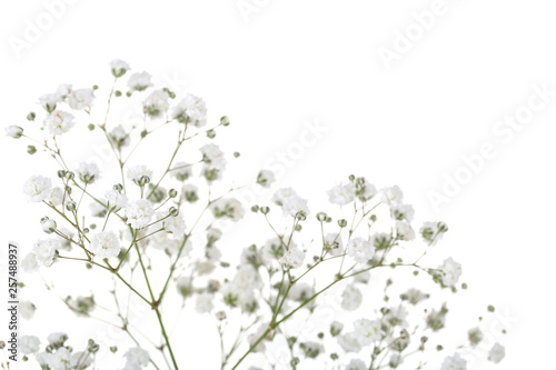 Obraz Łyszczec kwiaty na białym tle