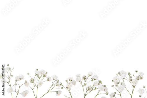 Gypsophila flowers isolated on white background photo