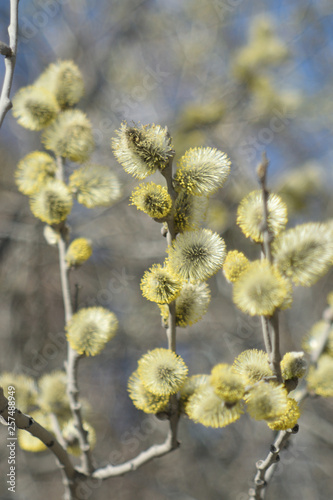 Blooming willow - closeup