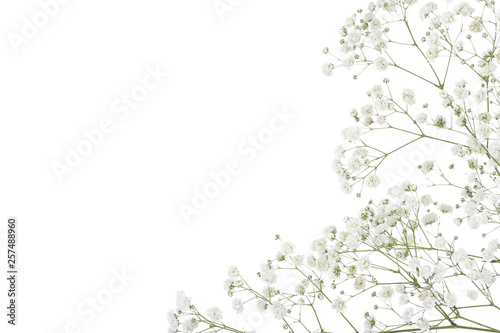 Gypsophila flowers isolated on white background
