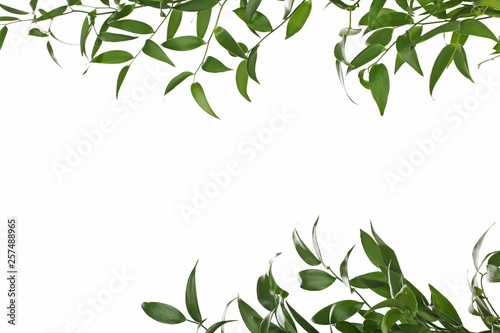 Branch with green leafs isolated on white background