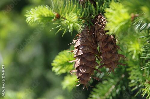 pine cone on a branch